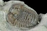 Flexicalymene Trilobite - Mt Orab, Ohio #133906-4